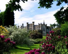 Tapeta Nature Flowers 557.jpg